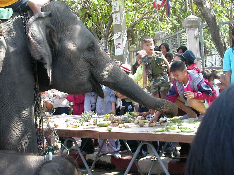 Fondation Surin - Petit déjeuner pour les éléphants