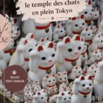 Temple Gotoku-ji à Tokyo, refuge pour les chats avec ses statues et jardins